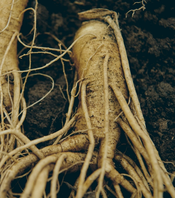 panax ginseng