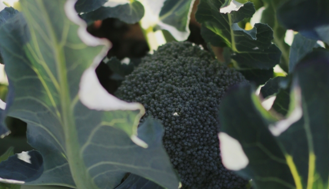 broccoli